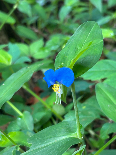 Asiatic dayflower