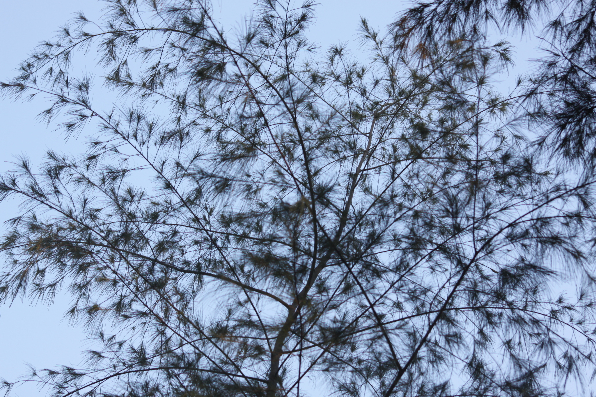 Casuarina equisetifolia (Casuarina equisetifolia)