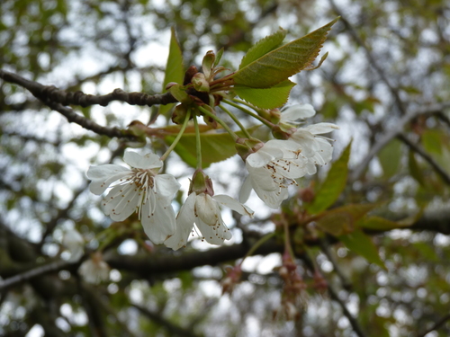 Paprastoji trešnė nuotrauka