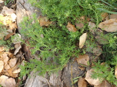 Lepidium didymum