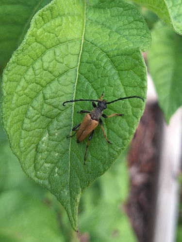 Red Pine Longhorn Beetle