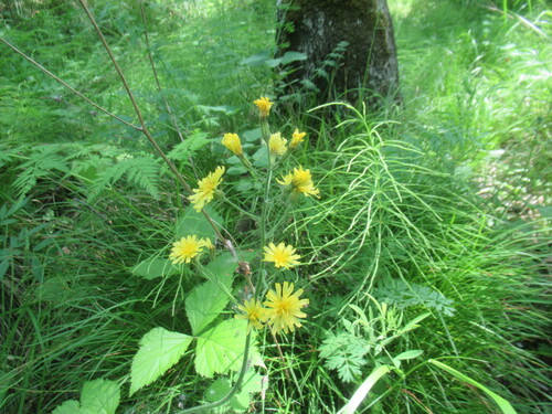 Crepis praemorsa, photograph 1