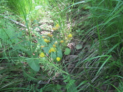 Crepis praemorsa