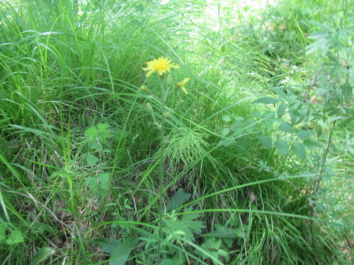 Crepis praemorsa, photograph 2