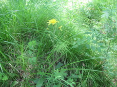Crepis praemorsa, photograph author not stated, no rights reserved