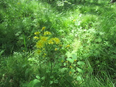 Crepis praemorsa, photograph author not stated, no rights reserved