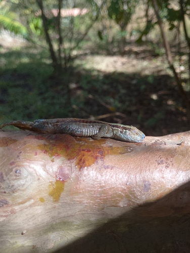 Giant Ameiva