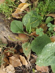 Plantago major