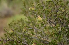 Diospyros austro-africana