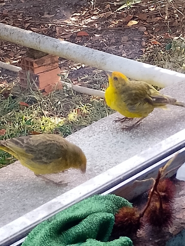 Saffron Finch