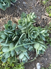 Hylotelephium telephium