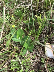 Asclepias obovata