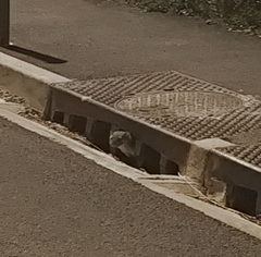 Stone Marten