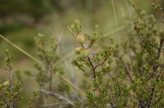 Diospyros austro-africana