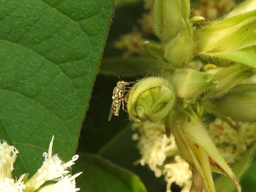 Stratiomyella nana