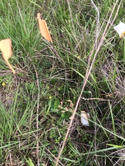 Asclepias obovata