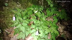 Anemonoides apennina