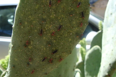 Hesperolabops gelastops