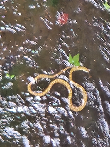 Japanese Ratsnake