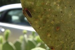 Hesperolabops gelastops