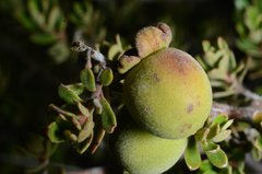 Diospyros austro-africana