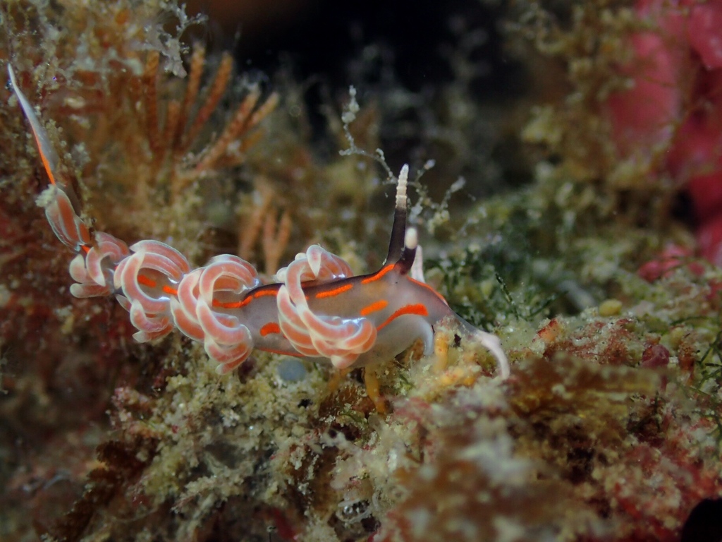 Facelina rubrovittata