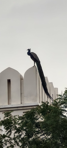 Indian Peafowl