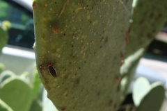 Hesperolabops gelastops