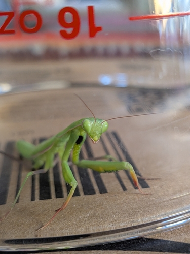 Image of Mantis religiosa by (c) Fernando Hidalgo, some rights reserved (CC BY)