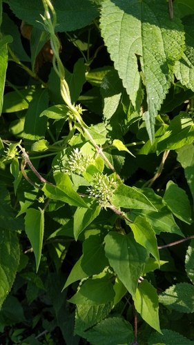 Climbing hempvine (Mikania scandens)