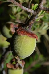 Diospyros austro-africana