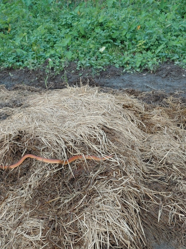 Coral kukri snake