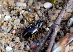 Bembidion pygmaeum