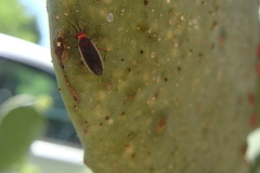 Hesperolabops gelastops