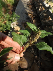 Amaranthus