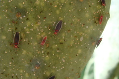 Hesperolabops gelastops