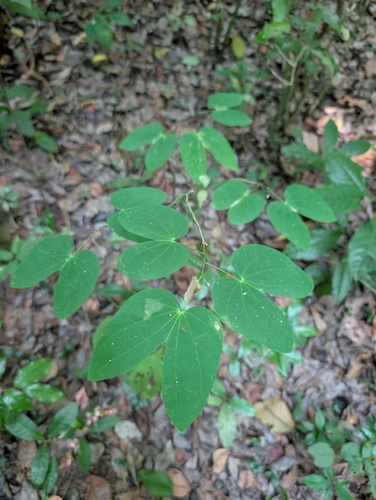 Bauhinia aculeata, photograph 2