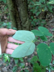 Bauhinia aculeata, photograph (c) Yuri Sofronov, some rights reserved (CC BY)