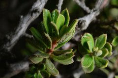 Diospyros austro-africana