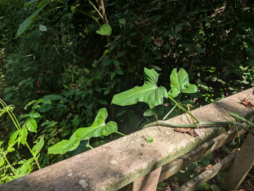 Philodendron subhastatum; photograph (c) Yuri Sofronov, some rights reserved (CC BY)