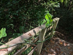 (c) Yuri Sofronov, some rights reserved (CC BY) Philodendron subhastatum, photograph (c) Yuri Sofronov, some rights reserved (CC BY)