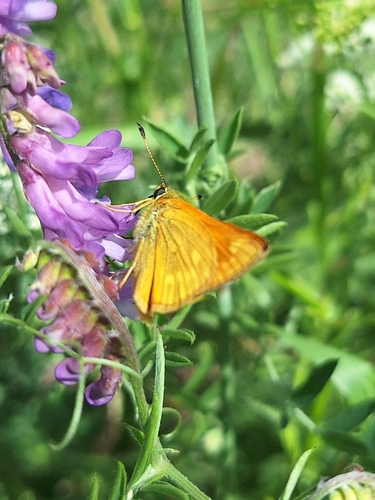 Skippers