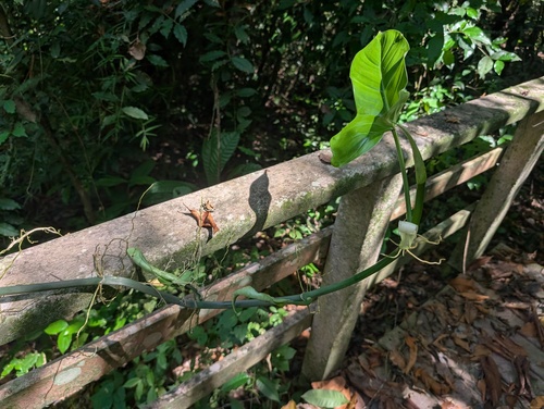 Philodendron subhastatum, photograph 2