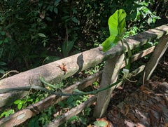(c) Yuri Sofronov, some rights reserved (CC BY) Philodendron subhastatum, photograph (c) Yuri Sofronov, some rights reserved (CC BY)