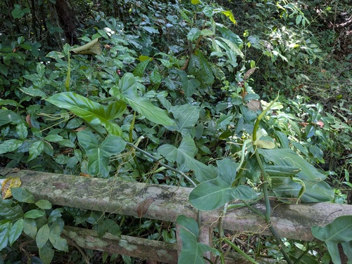 Philodendron subhastatum, photograph 3