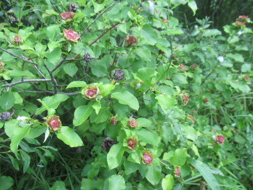 Salix pyrolifolia, photograph 6