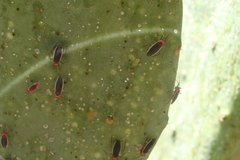 Hesperolabops gelastops