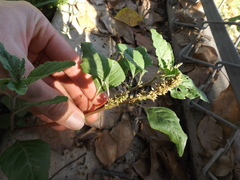 Amaranthus