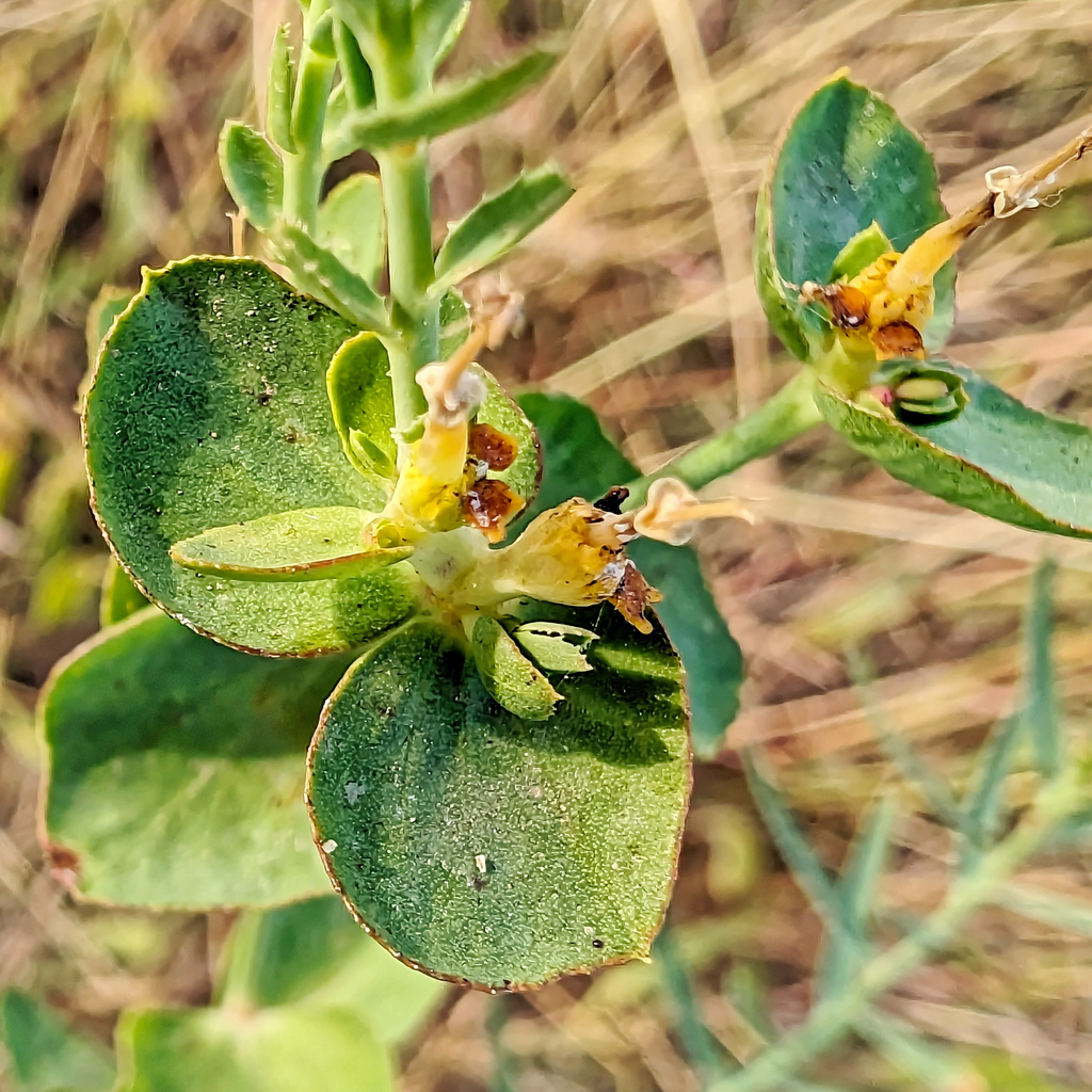 Euphorbia serrata; photograph (c) Philippe Hornus, some rights reserved (CC BY)