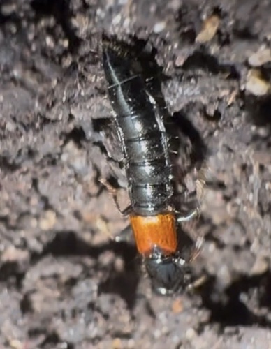 Megalinus glabratus
